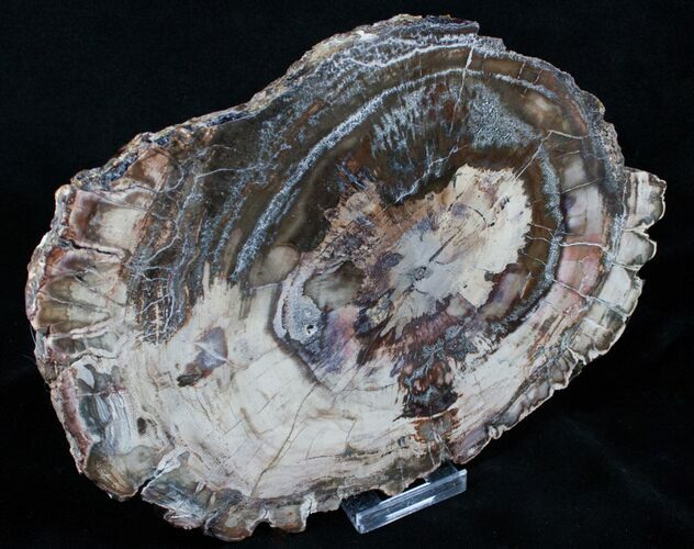 Beautiful x Inch Araucaria Petrified Wood Slab #3945